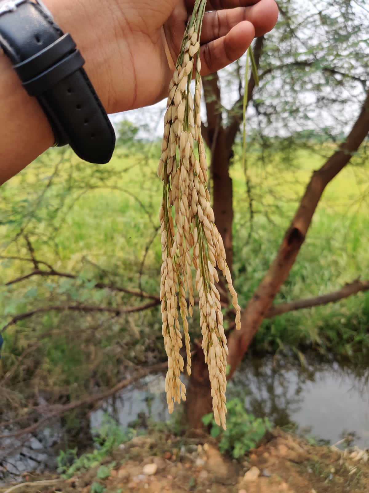 Golden Harvest Season