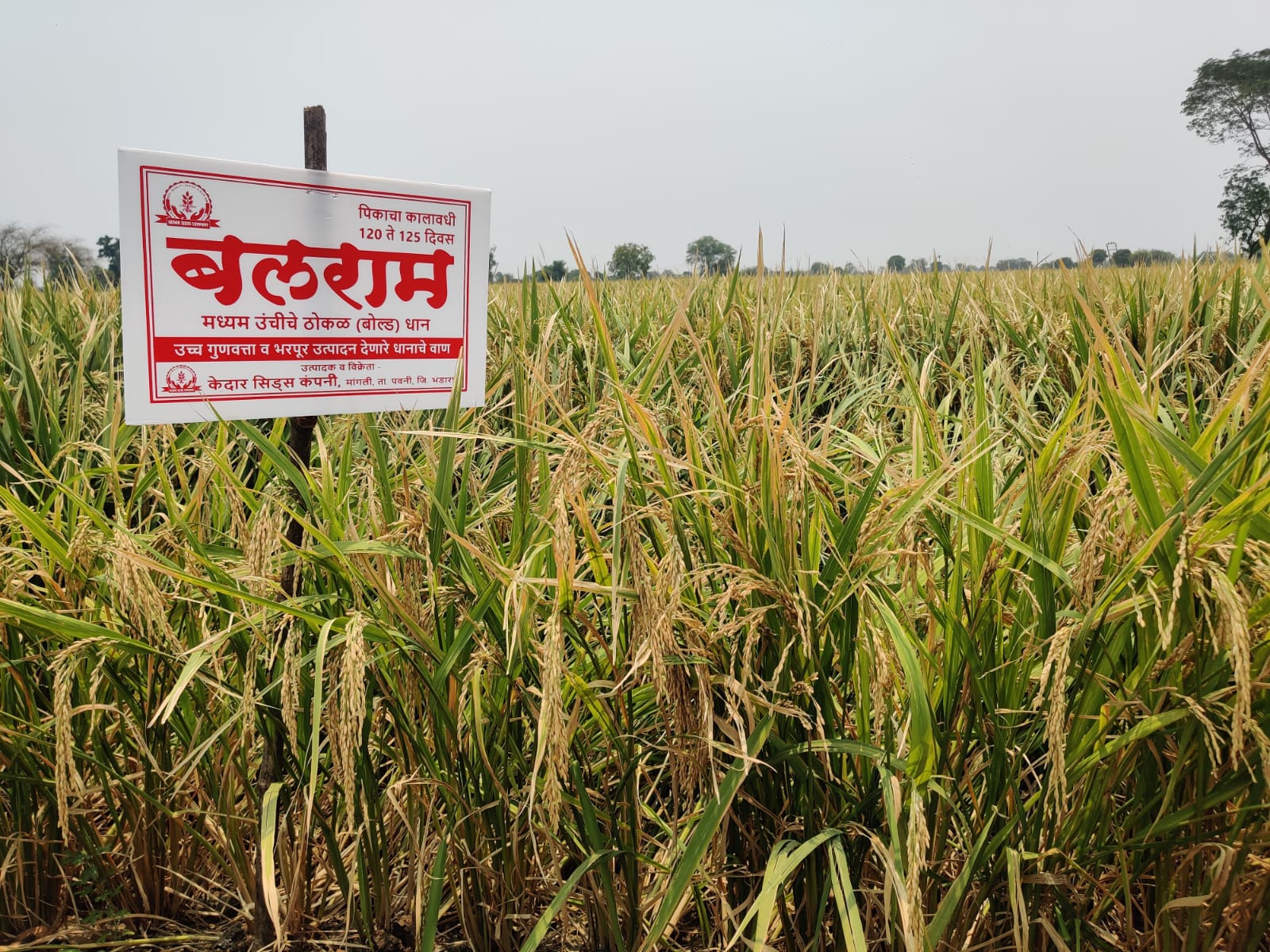 Maize Harvest Celebration