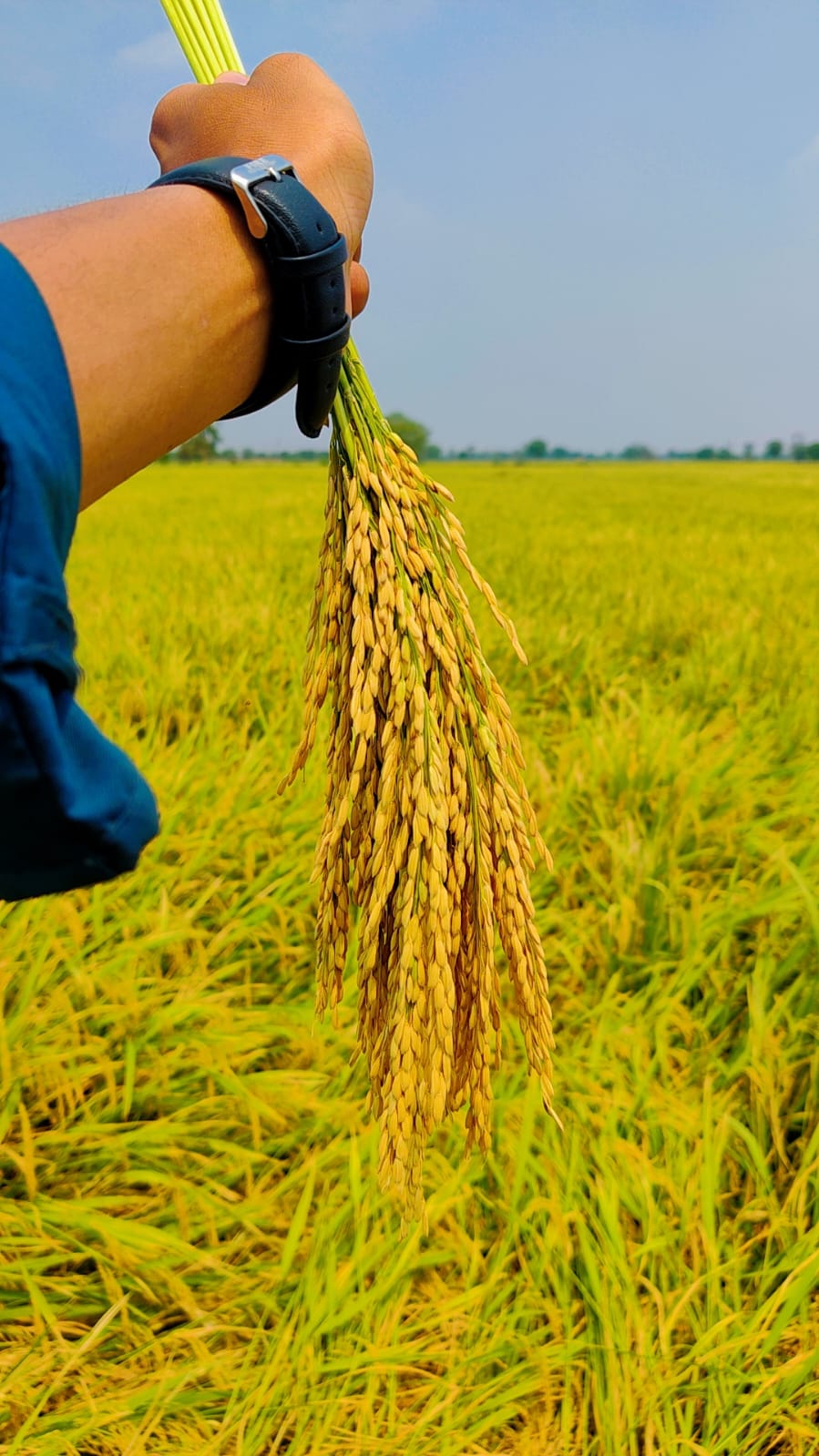 Modern Seed Processing