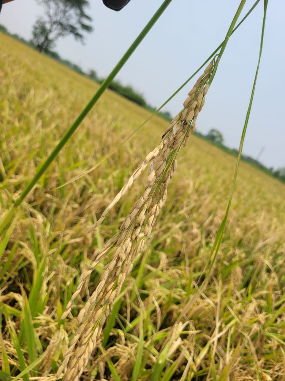 Advanced Biotechnology Lab
